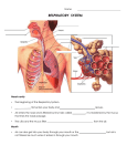 Respiratory System Lecture