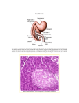 Insulinoma The pancreas is a small light pink glandular organ