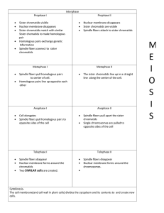 Meiosisorder