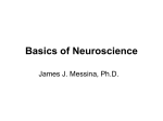 Basics of Neuroscience