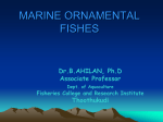 Identification of important marine ornamental fishes