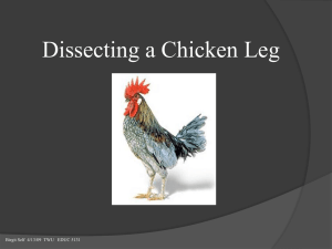 PowerPoint Lesson Plan Dissecting a Chicken Leg