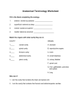 Anatomical Terminology Worksheet Fill in the blank completing the