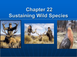 Chapter 22-Sustaining Wild Species