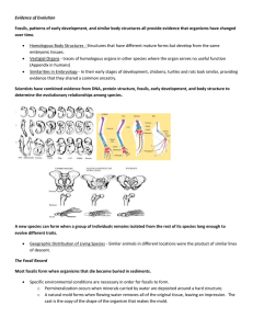 Evidence of Evolution and Fossil Record Notes