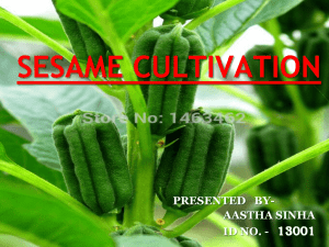 sesame cultivation