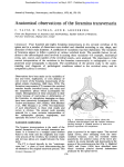 Anatomical observations ofthe foramina transversaria