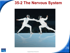 35-2 The Nervous System