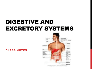 Digestive and excretory systems