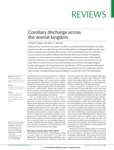 Crapse (2008) Corollary discharge across the animal kingdom