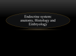 Endocrine system: anatomy, Histology and Embryology