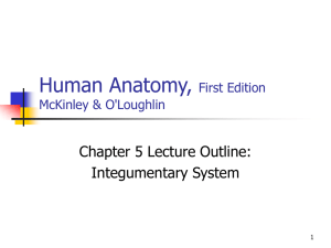 5 Integumentary System