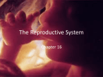 The Reproductive System