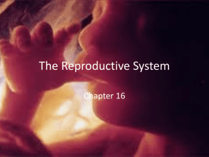 The Reproductive System