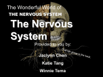 nervoussystemwebquest