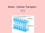 Notes: Cellular Transport