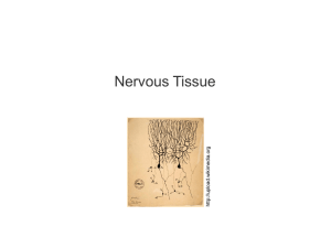 nervous tissue, 030717