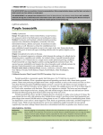 salicaria - Weed Research and Information Center