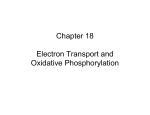 Chapter 18 Electron Transport and Oxidative Phosphorylation