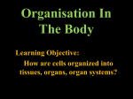 Organisation In The Body