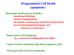 Programmed Cell Death (apoptosis)