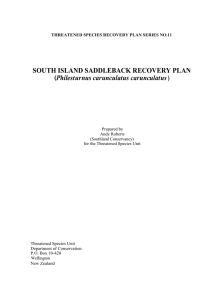South Island Saddleback Recovery Plan