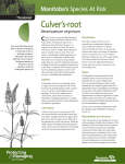 Culver`s-root