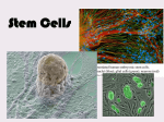 Stem Cells - inetTeacher