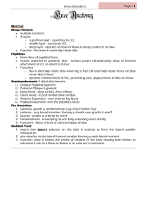 Knee Anatomy