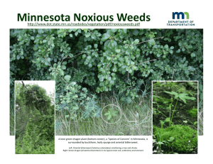 Minnesota Noxious Weeds - Minnesota Department of Transportation