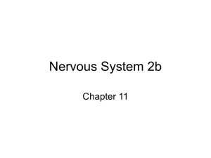 Nervous System 2