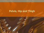 Ch 16 - Pelvis Hip and Thigh