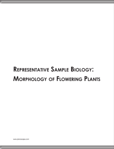 morphology of flowering plants