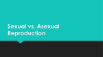 Sexual vs. Asexual Reproduction Sexual Reproduction