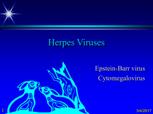 Herpes Viruses part 3