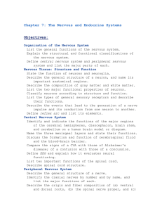 Chapter 7: The Nervous System