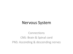 Nervous System - Seattle Central