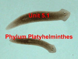 Unit 5.1 - Platyhelminthes - Jutzi