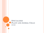 Specialized Plant and Animal Cells