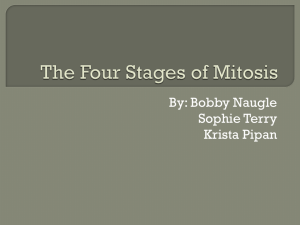 The Four Stages of Mitosis