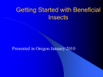 Getting Started with Beneficial Insects - Applied Bio