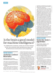 Is the brain a good model for machine intelligence?