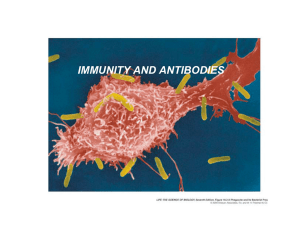 Immune System I: Antibodies