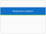 Respiratory System