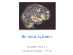 Ch. 48-49 Nervous System 9e S13