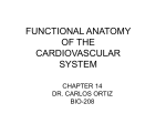 the vascular system control of the cardiovascular system