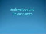 Embryology and Desmosomes