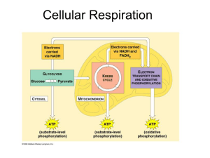 Cellular Respiration PowerPoint