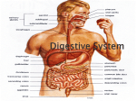 Digestive System - Miss Gleason`s Science