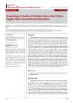 Morphological Studies of Wobbler Mouse Dorsal Root Ganglia